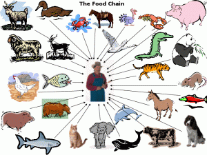 big clipart food chain