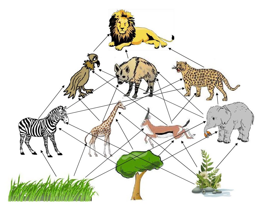 Lion Food Pyramid