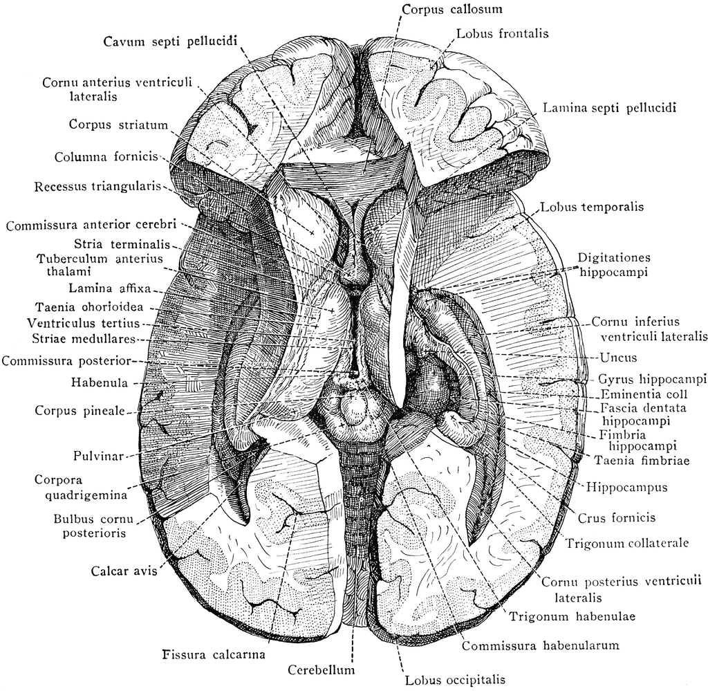 biology clipart brain