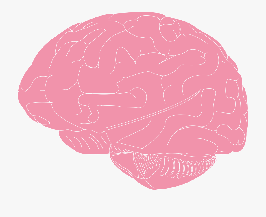 biology clipart brain