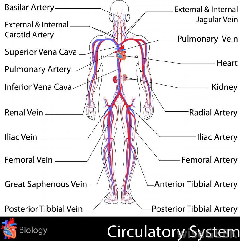 biology clipart circulatory system