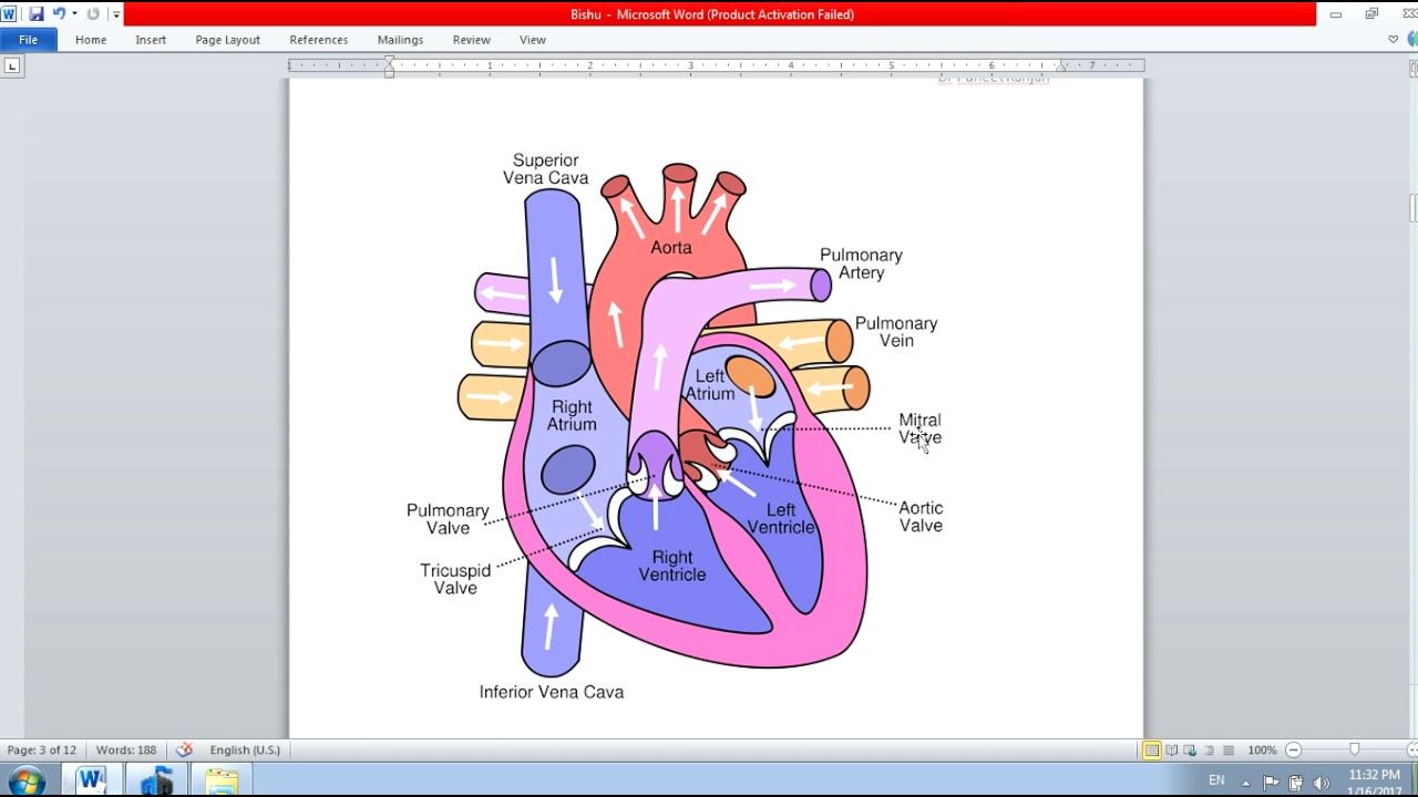 biology clipart circulatory system