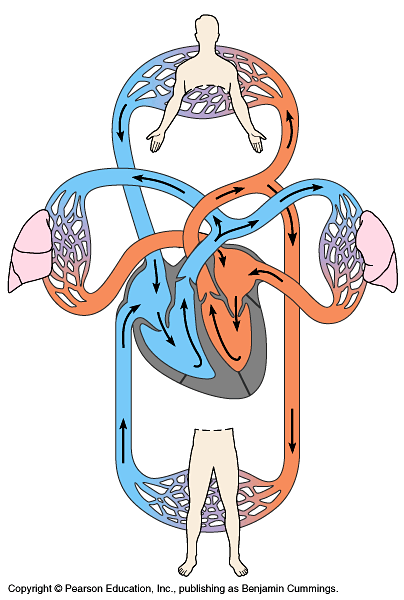Cancer clipart circulatory system. Anatomy schematic of teaching