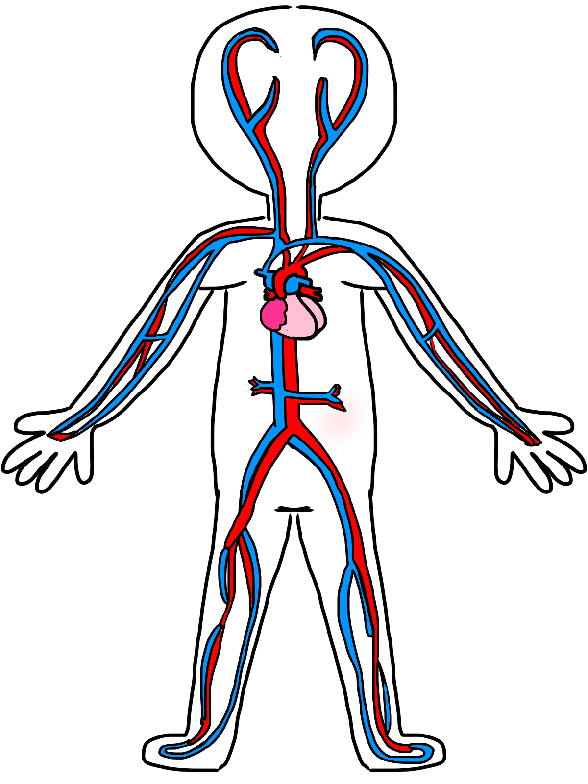 Clipart science easy.  circulatory system drawing