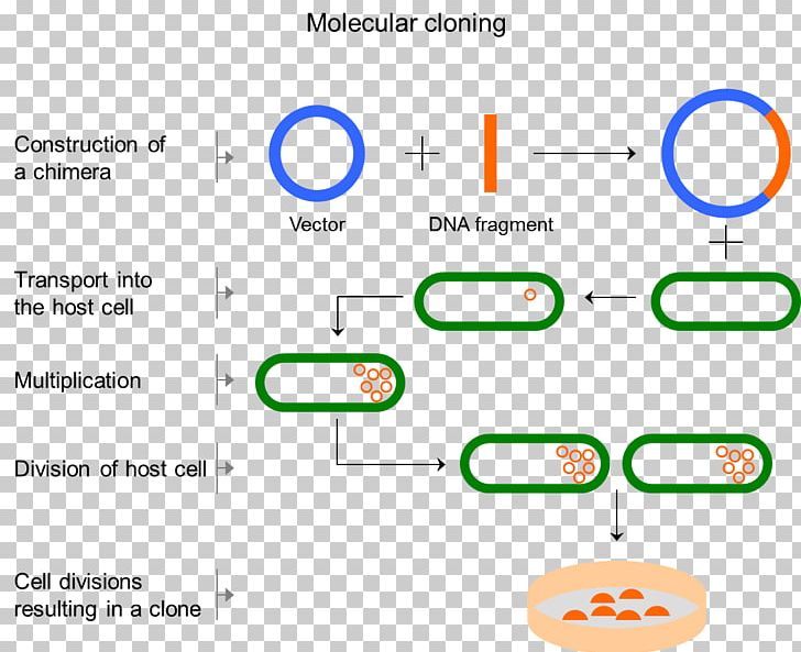 Biology clipart cloning. Molecular cell png angle