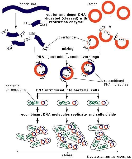 biology clipart genetic engineering