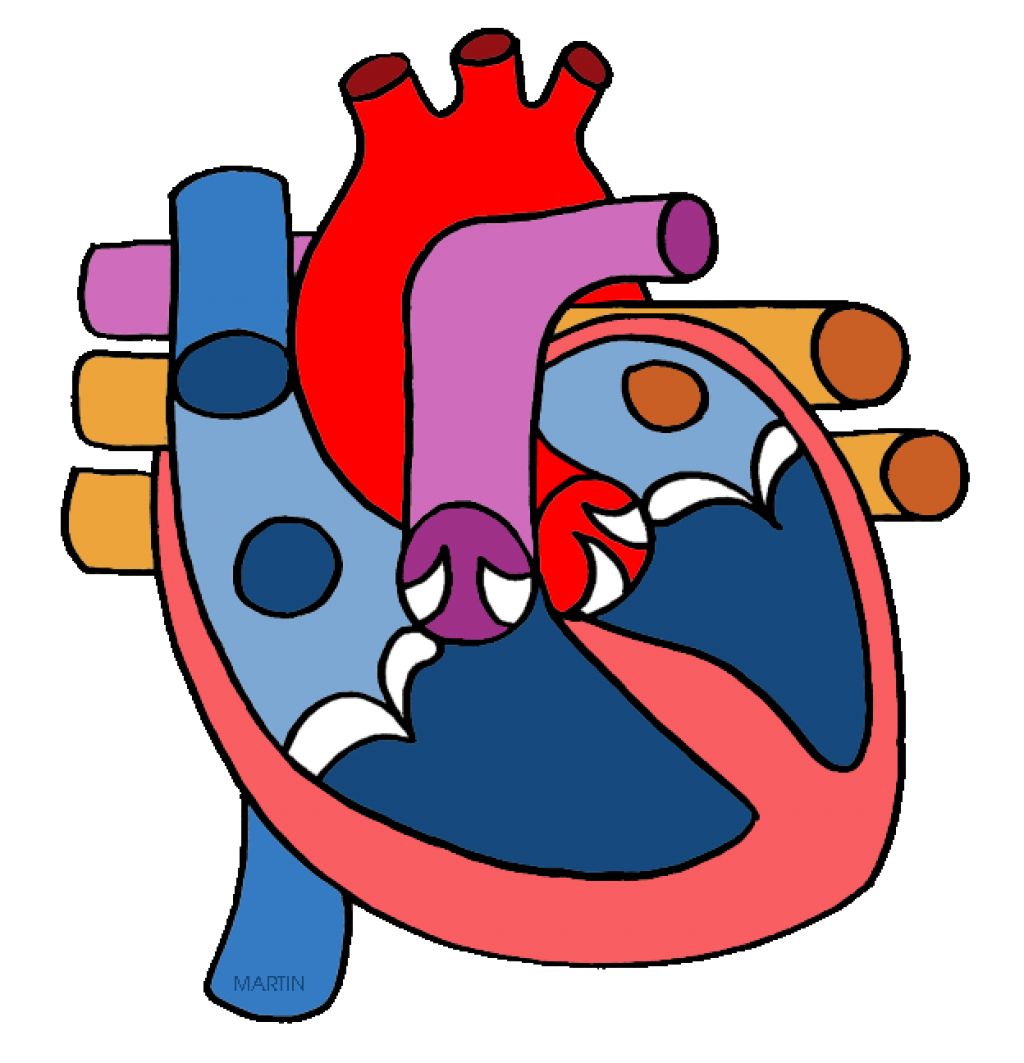 Cancer clipart circulatory system. Image of human heart