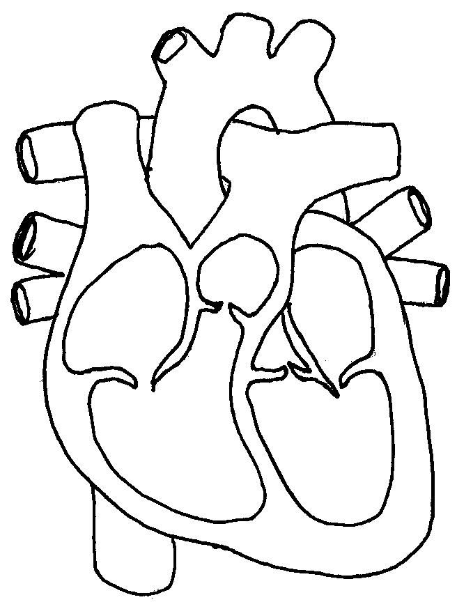 Biology clipart heart. Human drawing outline at