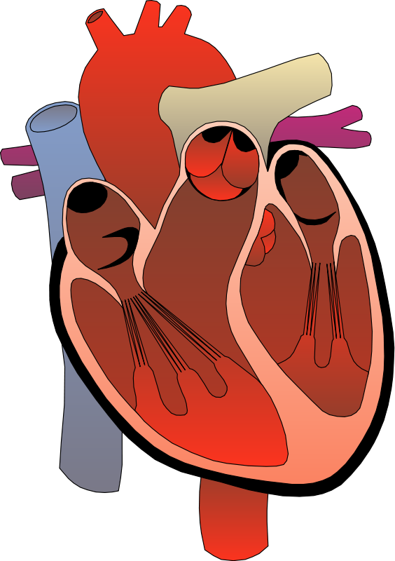 Medical clipart heart. Grand rounds summary taming