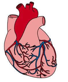 Biology clipart heart. Human image anatomy pinterest