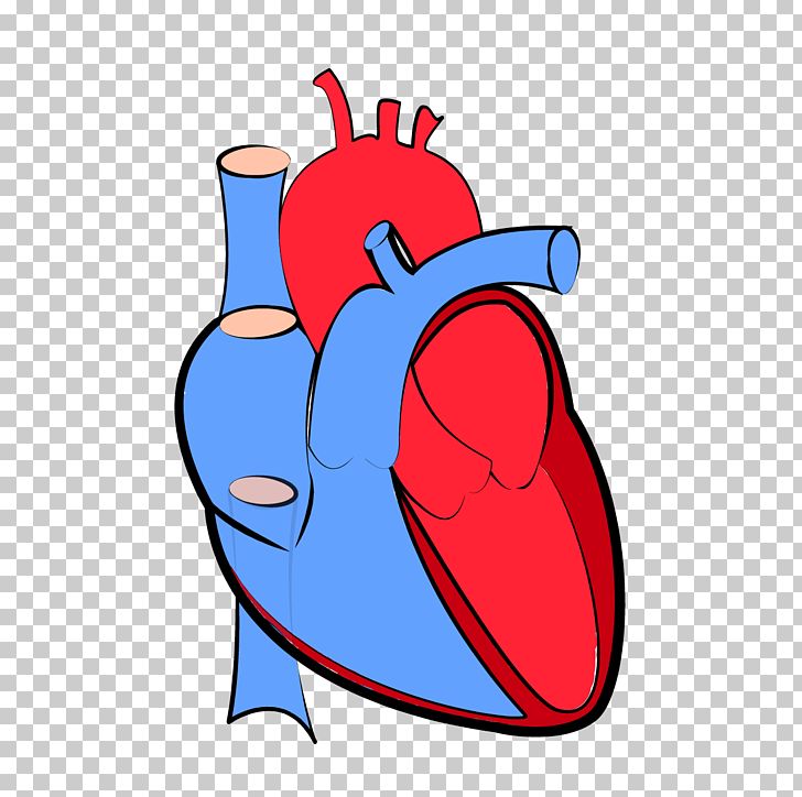 Biology clipart heart. Organ png atrial fibrillation