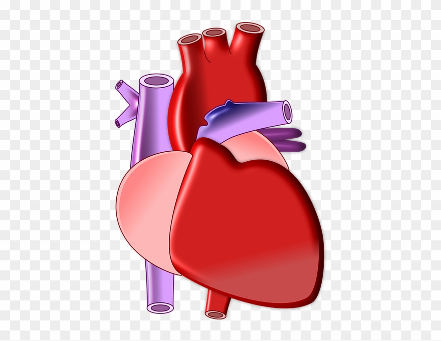 Biology clipart heart. Weekly health updates png