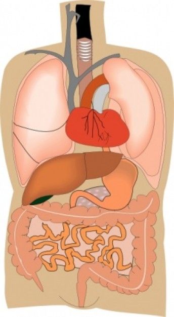Internal organs medical diagram. Body clipart human biology