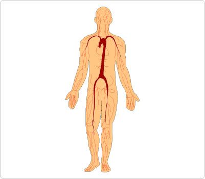 humans clipart anatomical body