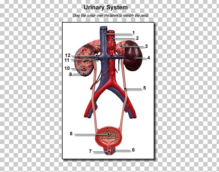 Excretory system anatomy muscle. Biology clipart human physiology