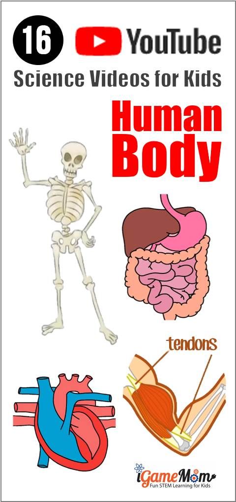 Youtube science videos teaching. Biology clipart human physiology