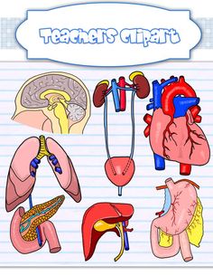 My heart is set. Biology clipart human physiology