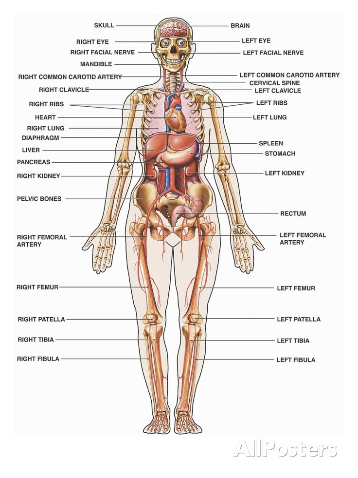 Erfreut body anatomy and. Biology clipart human physiology