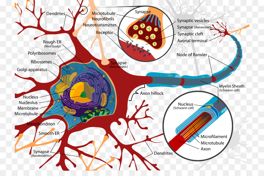 Biology clipart human physiology. Biological psychology neuron behavioral