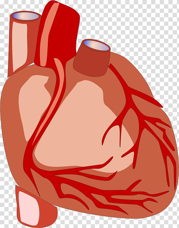Biology clipart human physiology. Heart anatomy body organ