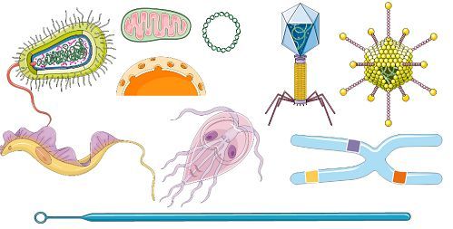 Biology clipart life science.  best secondary clip