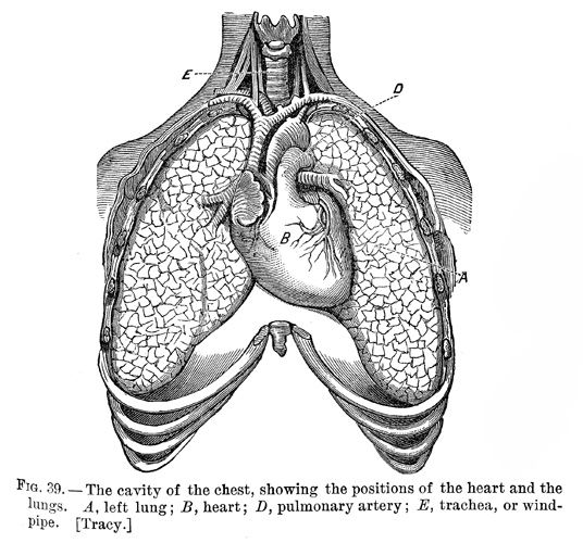 biology clipart pulmonary