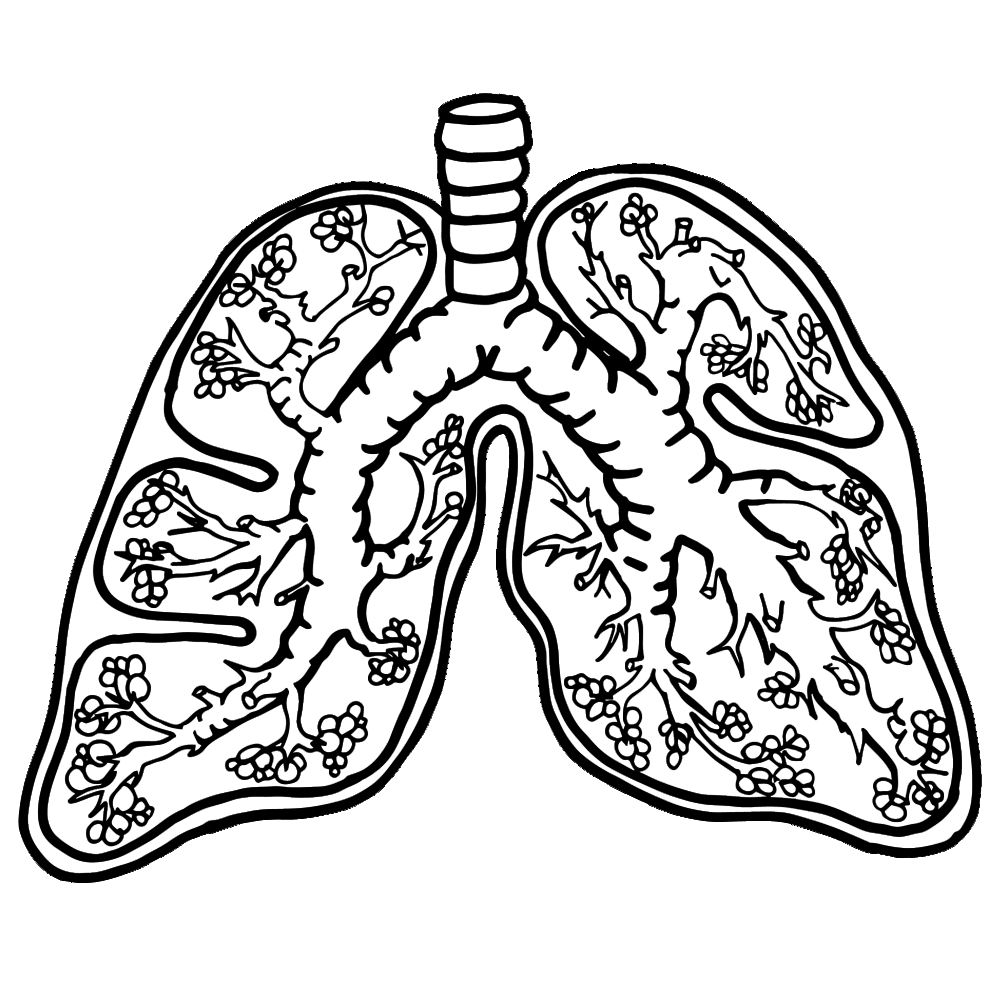 Young clipart relative. Lungs bodies pinterest lungsclipart