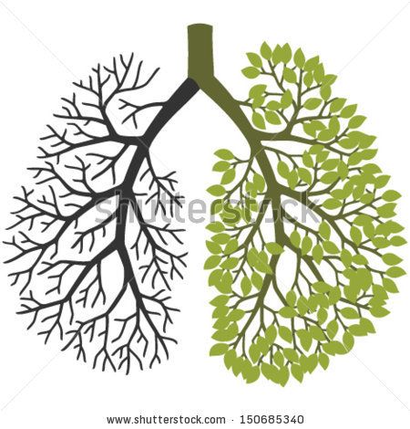 Tree branches like the. Lungs clipart one