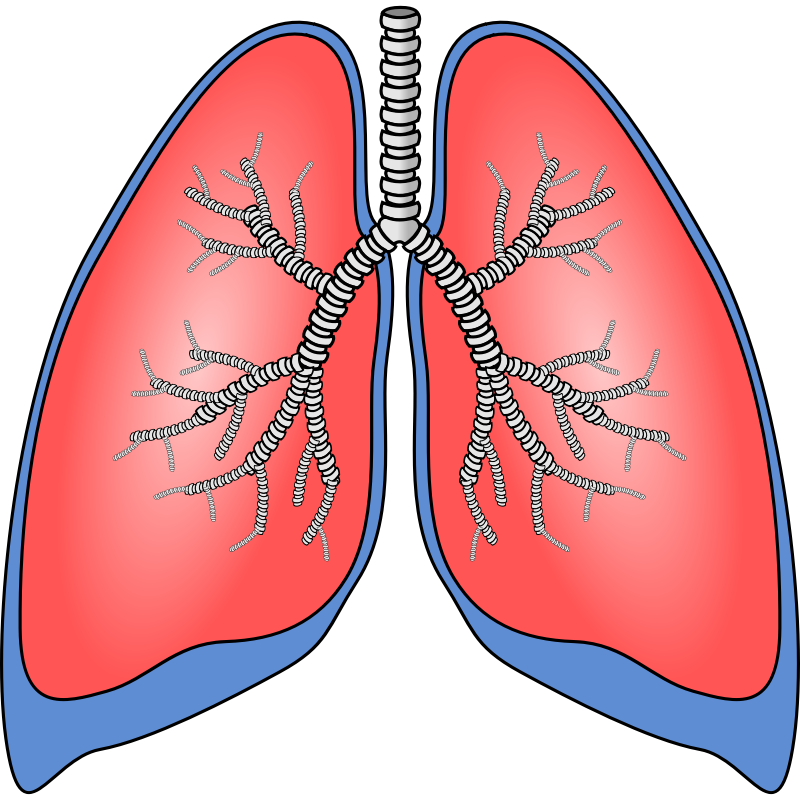 Fever clipart feel. Human biology cartoon lungs