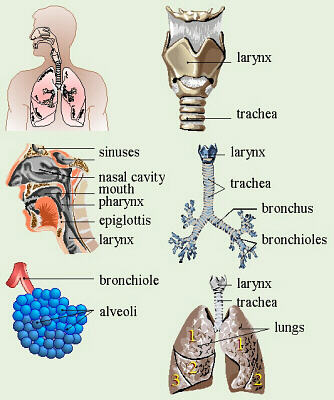 biology clipart respiratory system