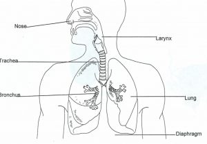biology clipart respiratory system
