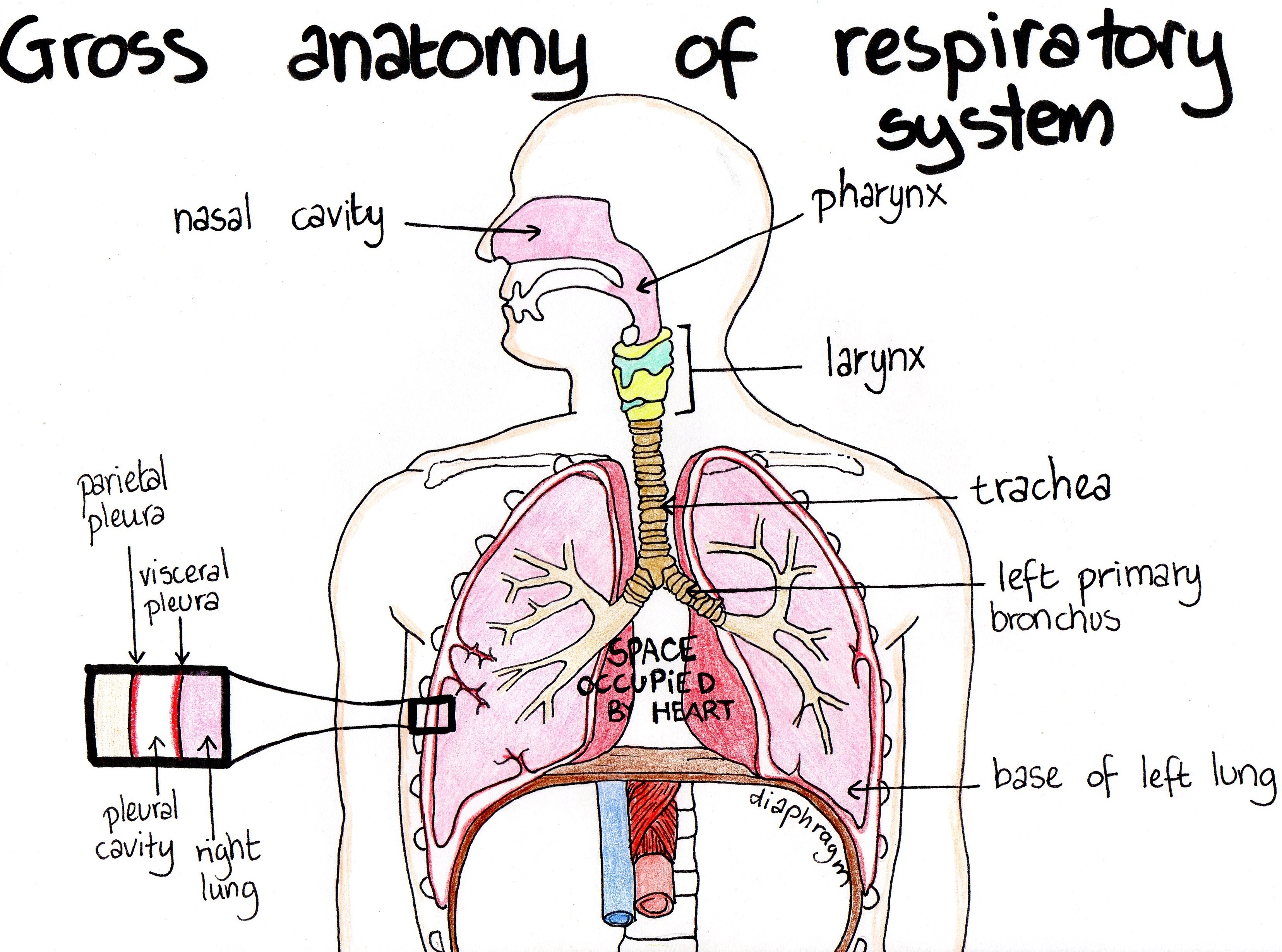 Respiratory System Biology Diagram