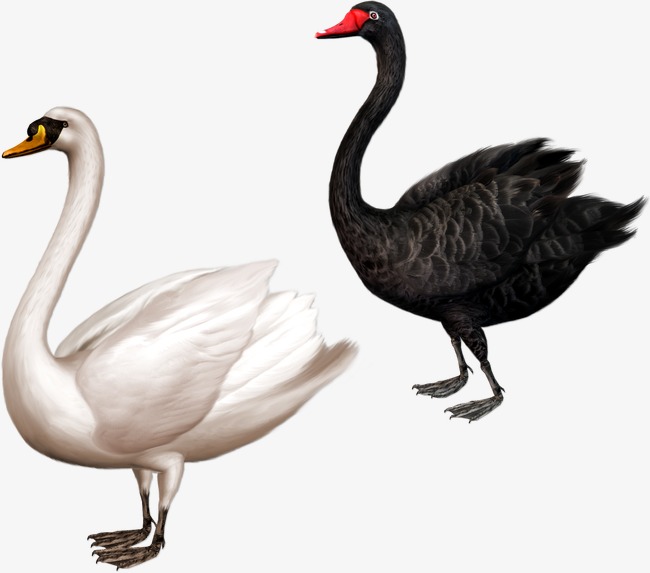 birds clipart black swan