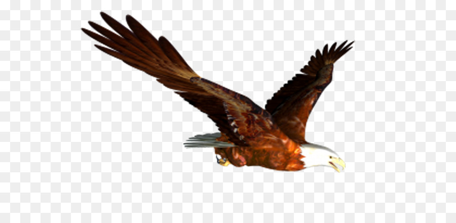 bird clipart eagle