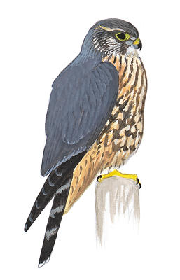 Bird clipart falcons. Peregrine falcon audubon field