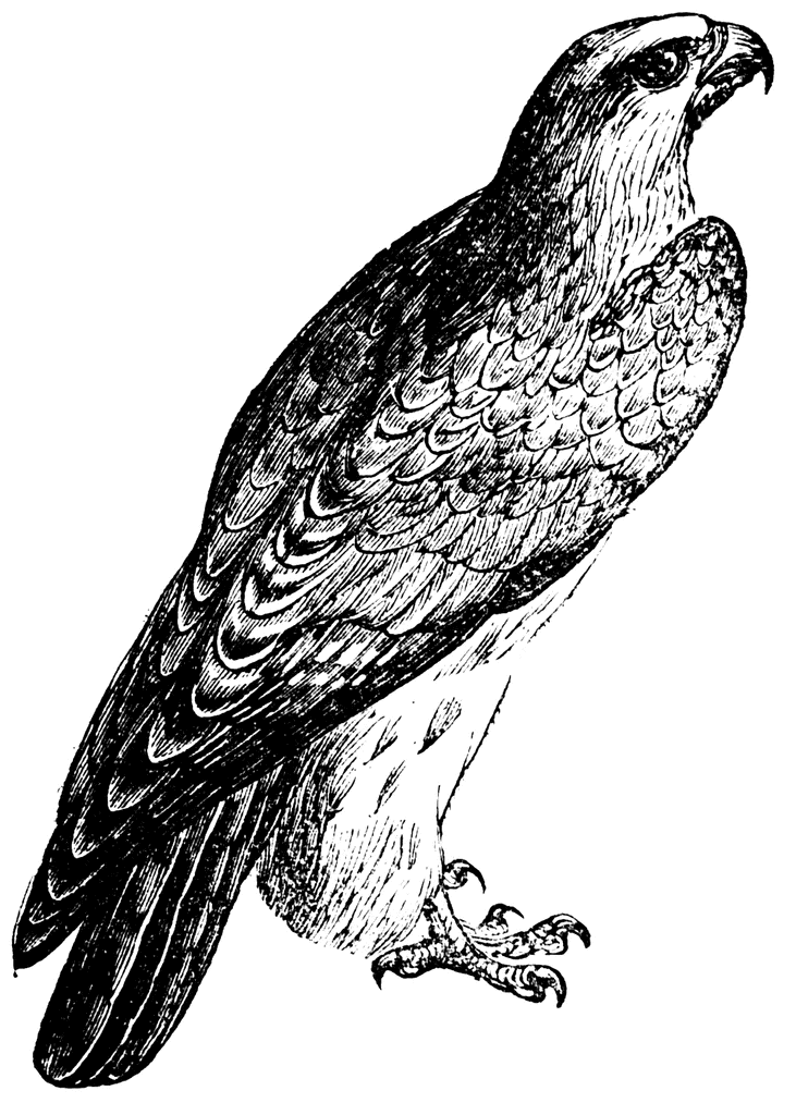 Falcon etc. Bird clipart falcons