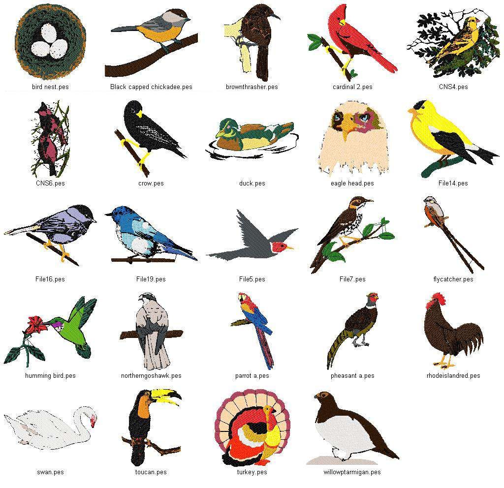 birds clipart name