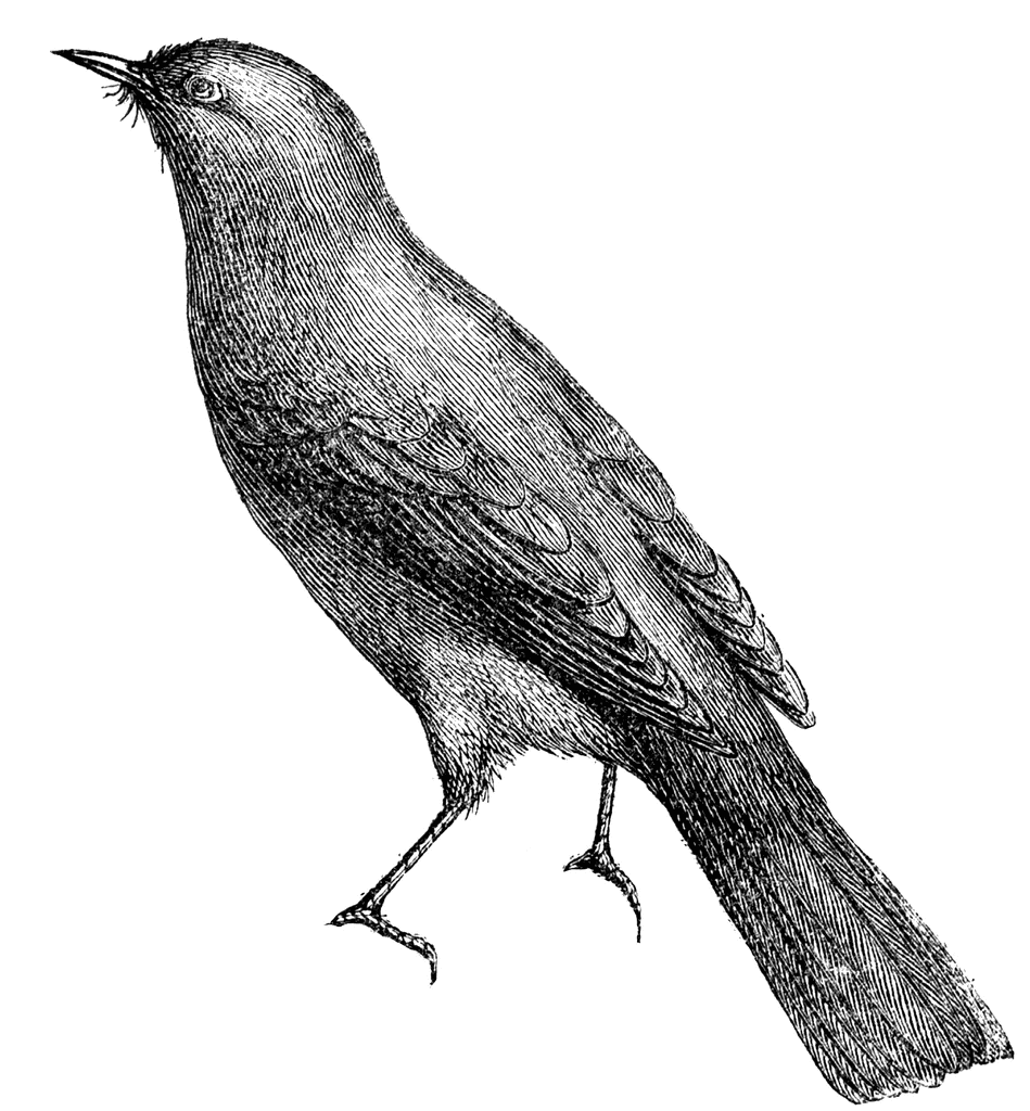 bird clipart nightingale