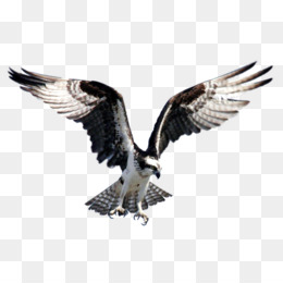Bird clipart osprey. Birds of bangladesh bald