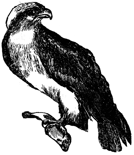 Bird clipart osprey. Etc