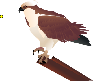 bird clipart osprey