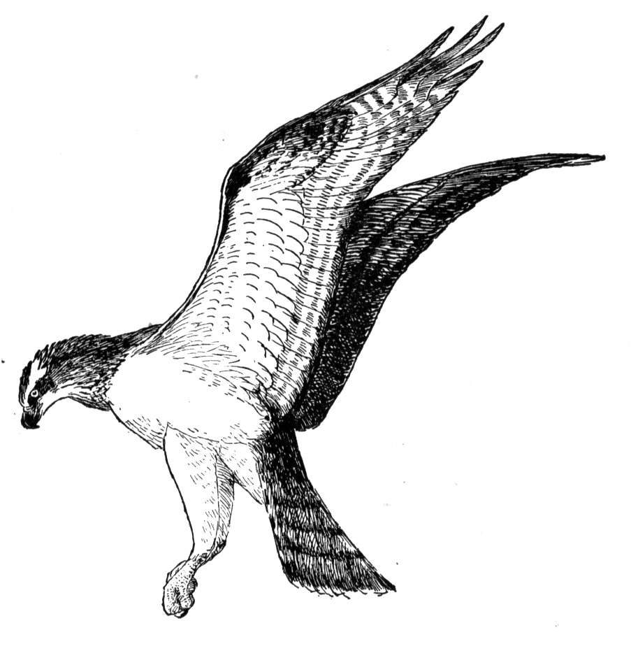 bird clipart osprey