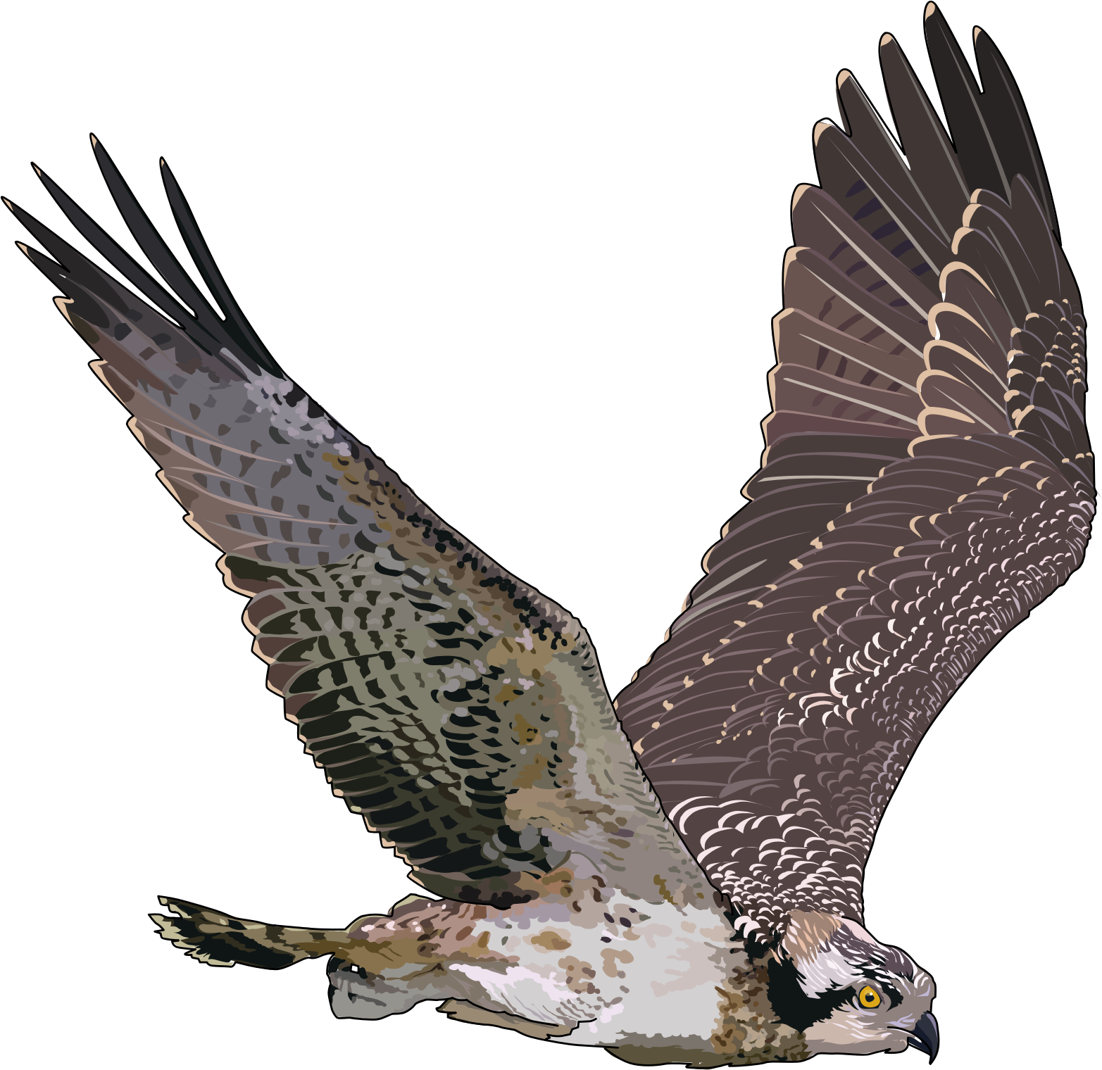 falcon clipart transparent
