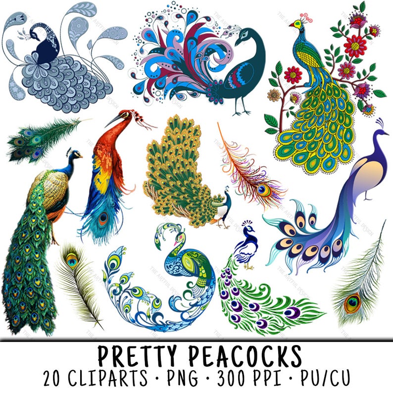 peacock clipart creative