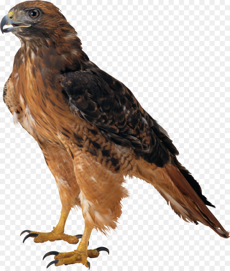 Eagle clip art atlanta. Birds clipart falcons