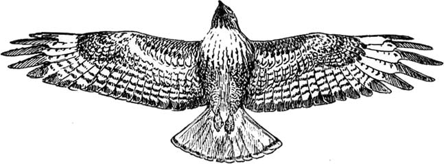 falcon clipart large bird
