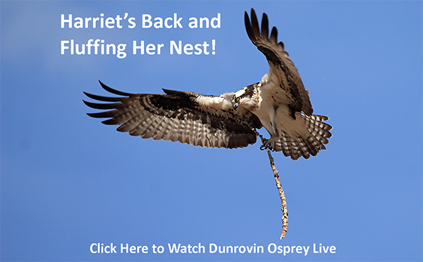 birds clipart osprey