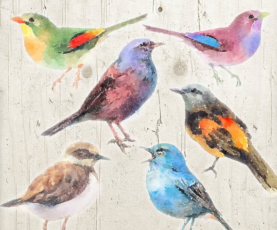 clipart birds watercolor