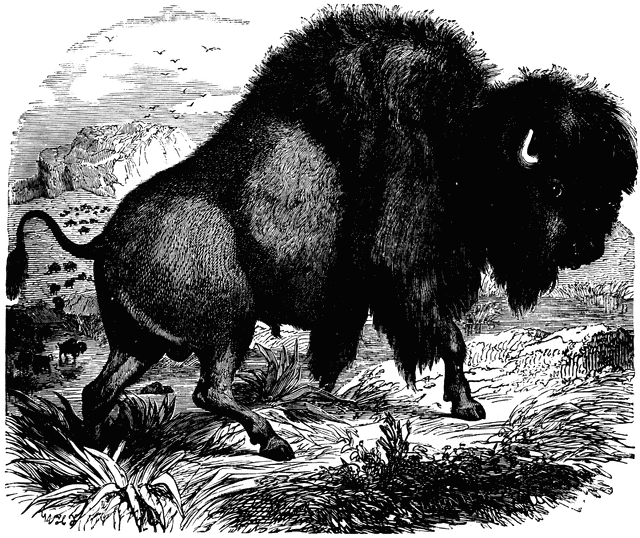 bison clipart american bison