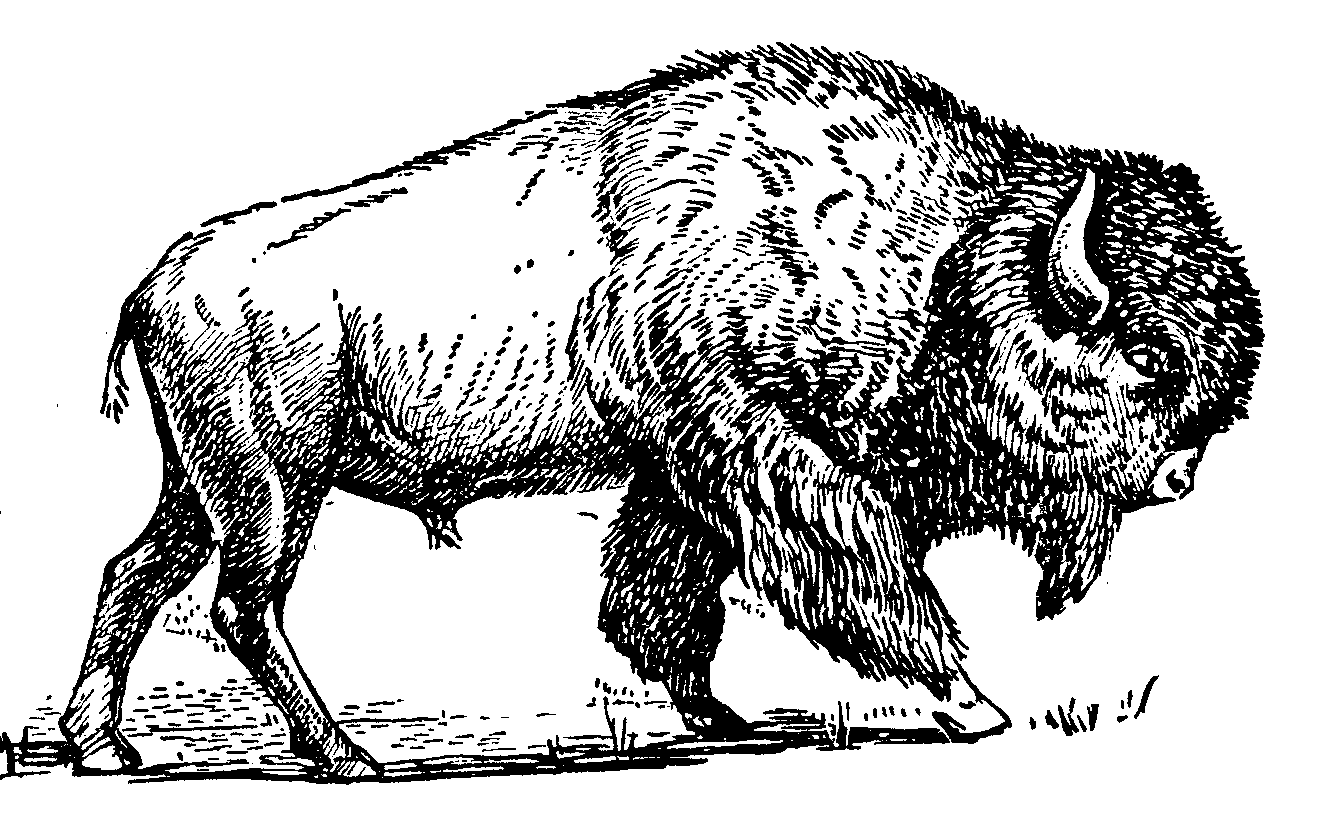 Bison clipart black and white. Free cliparts download clip